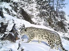 关于海南海口取得胜利,新疆天山雪豹难以奋起直追的信息 关于海南海口取得胜利,新疆天山雪豹难以奋起直追的信息